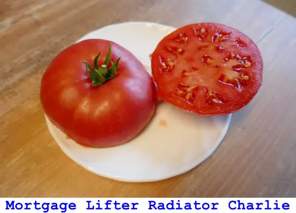 Tomaten: Mortgage Lifter Radiator Charlie