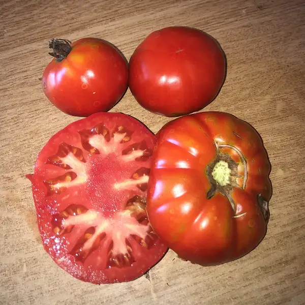 Tomaten: Mortgage Lifter Ven