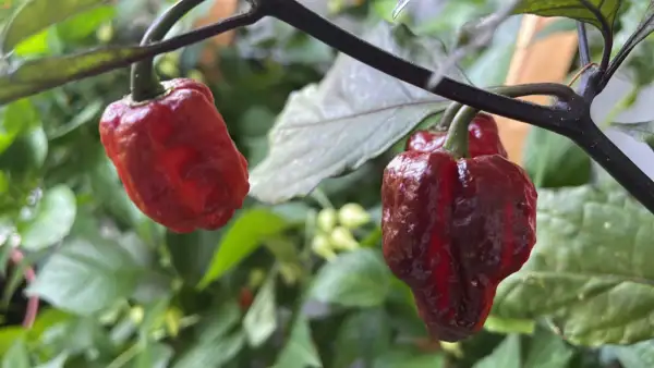 Chili / Paprika: Moruga Black Jack