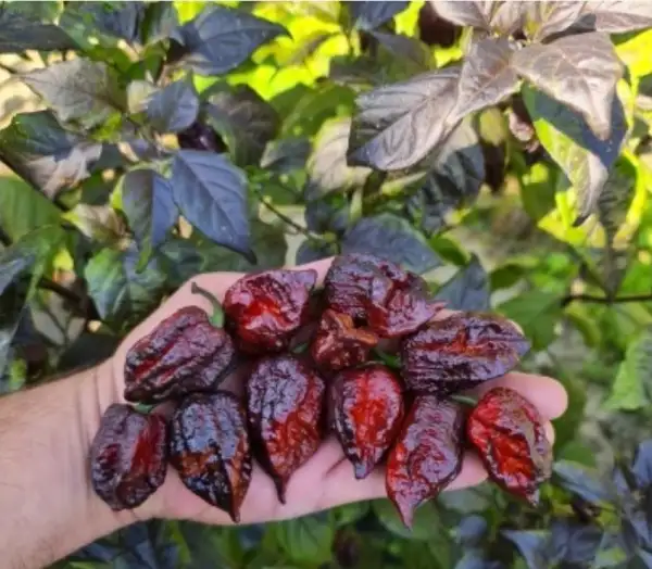 Chili / Paprika: Moruga Black Jack