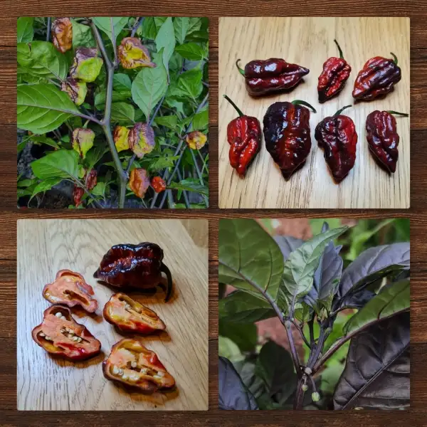 Chili / Paprika: Moruga Black Jack