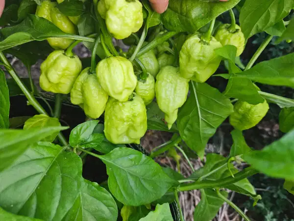 Chili: Moruga White