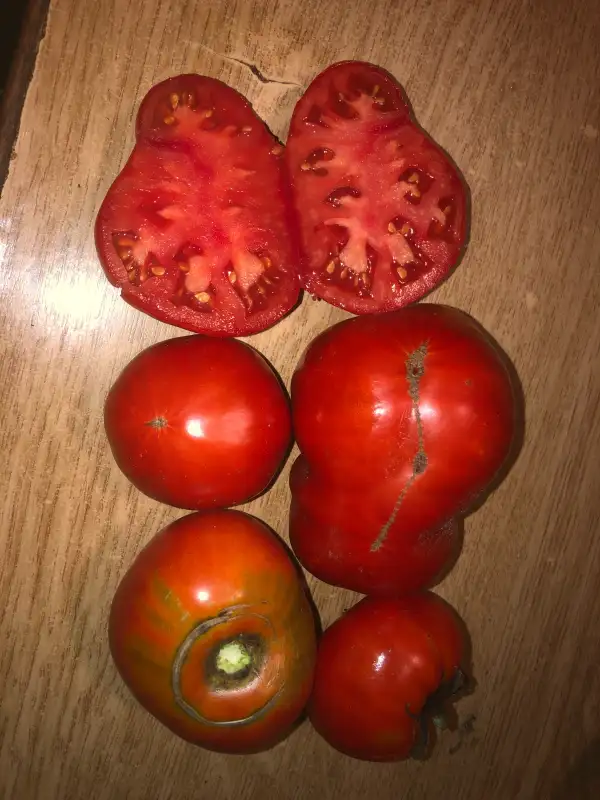 Tomaten: Moruno de Anta