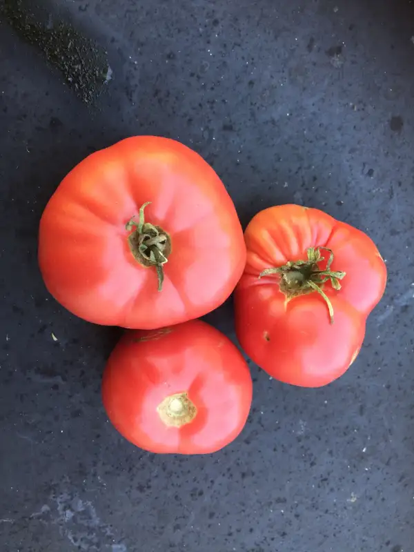 Tomaten: Moruno de Perales