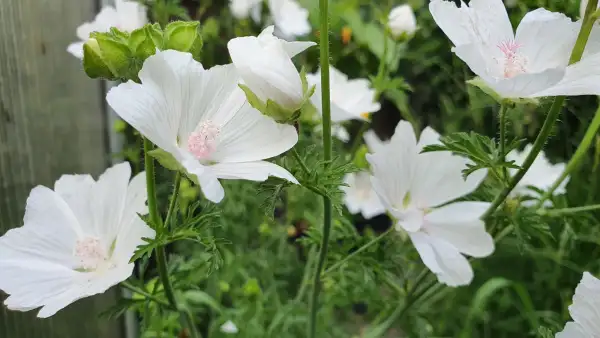 Blumen: Moschus Malve 