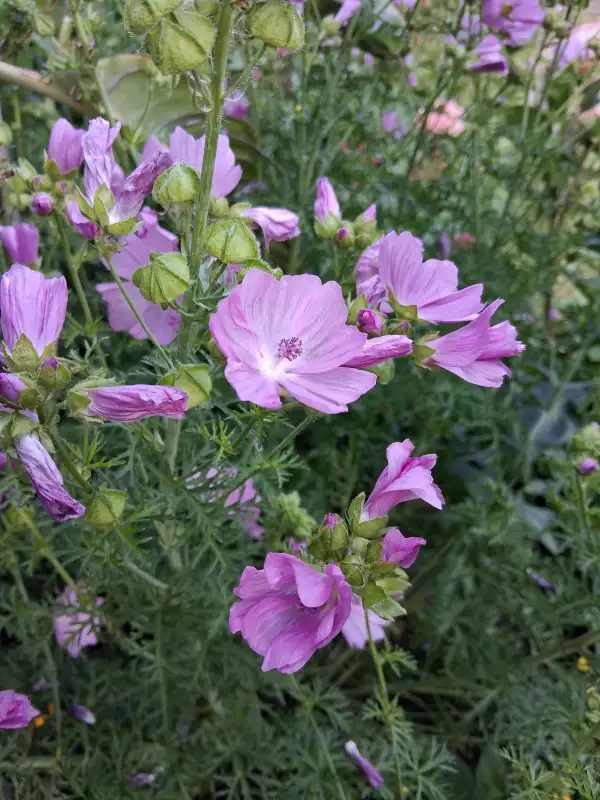 Blumen: Moschusmalve Rosen-Malve (Malva moschata)