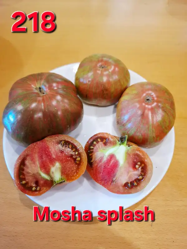Tomaten: Mosha splash