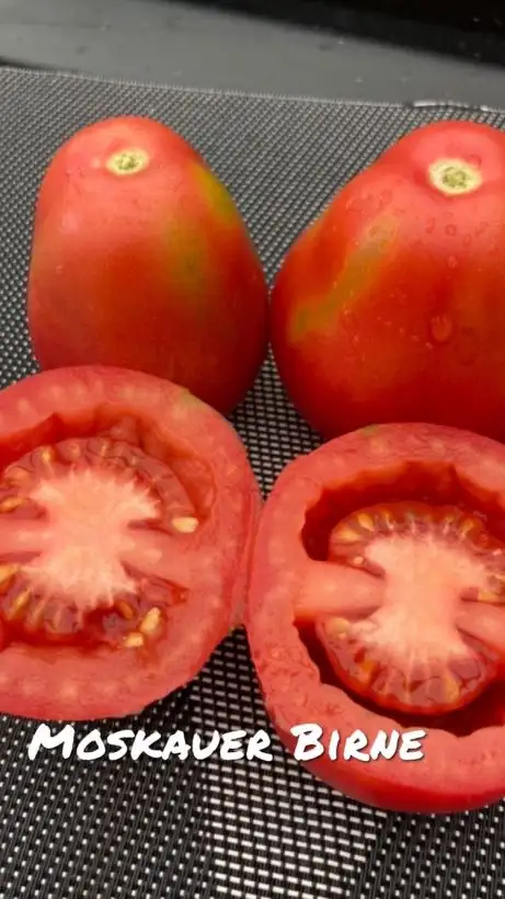 Tomaten: Moskauer Birne