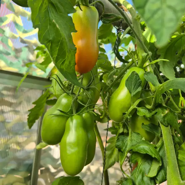 Tomaten: Moskauer Delikatess