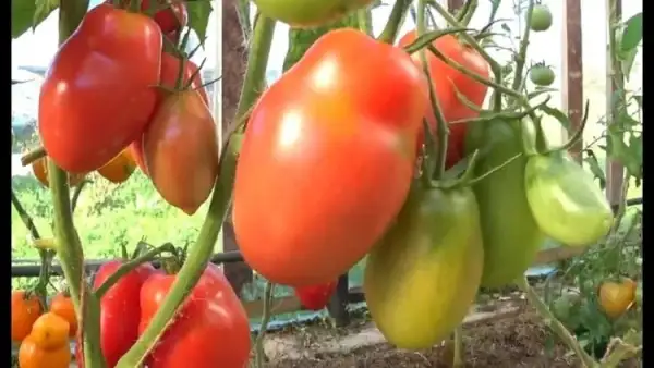 Tomaten: Moskovskaja Gruschovka