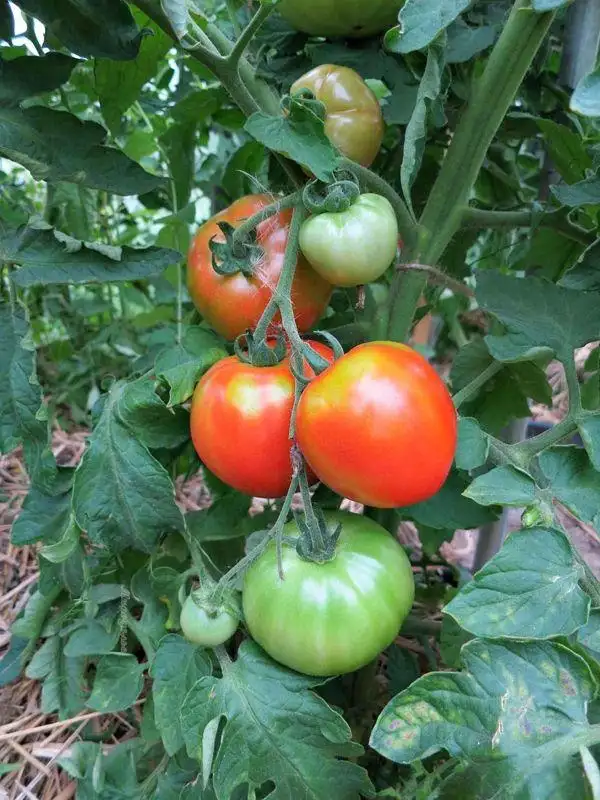 Tomaten: Moskvich