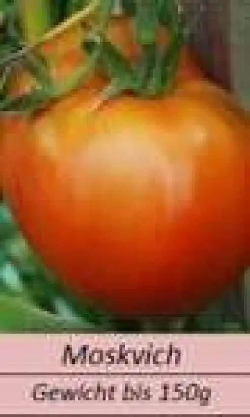 Tomaten: Moskvich