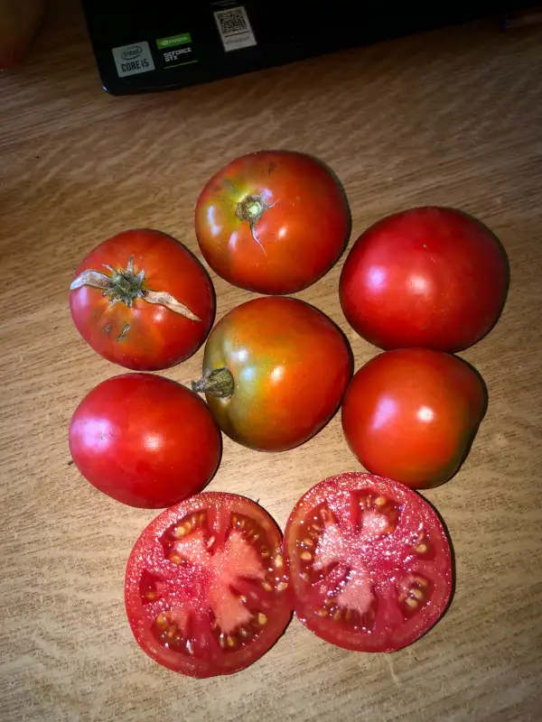 Tomaten: Moskvitch