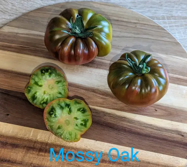 Tomaten: Mossy oak