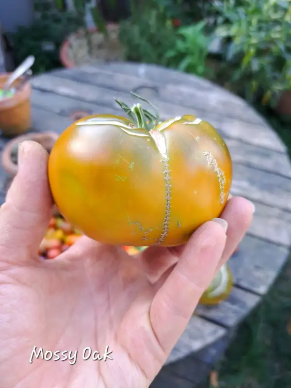 Tomaten: Mossy Oak 2025