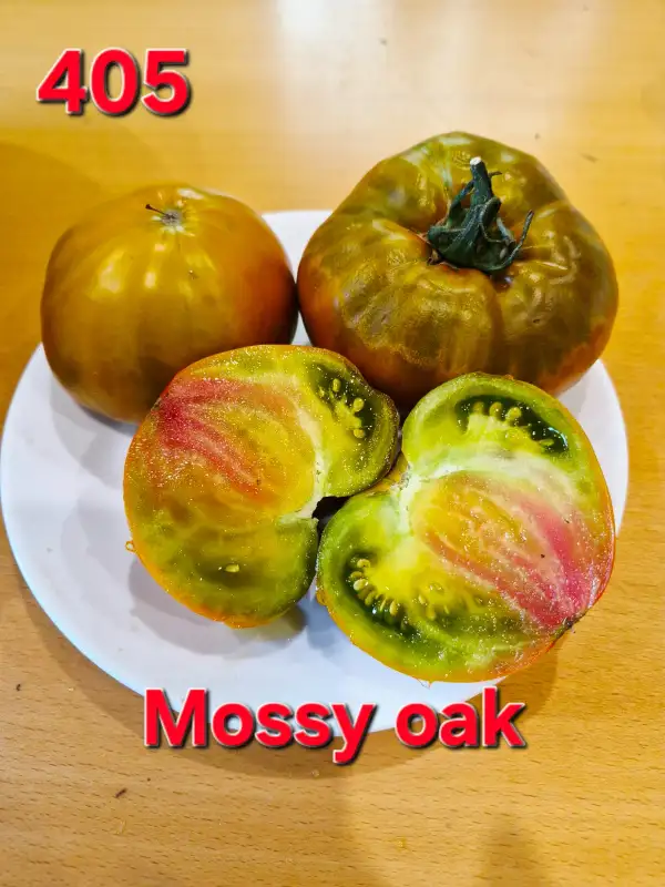 Tomaten: Mossy oak