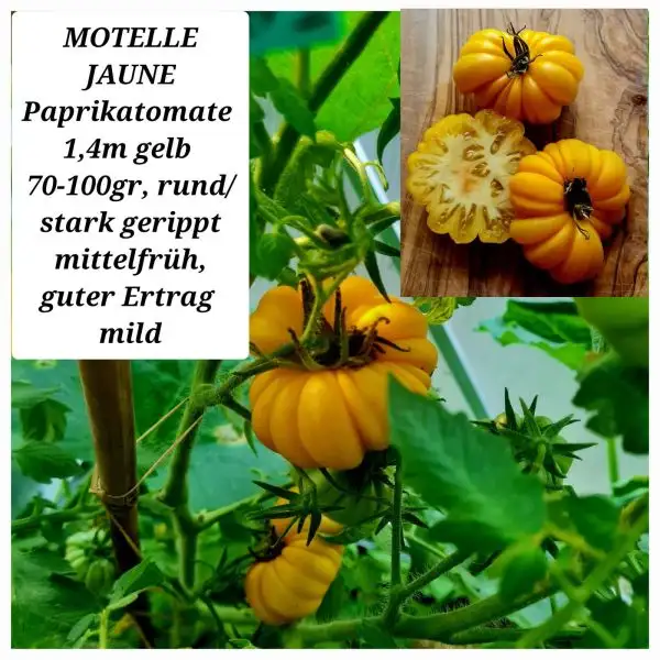 Tomaten: MOTELLE JAUNE