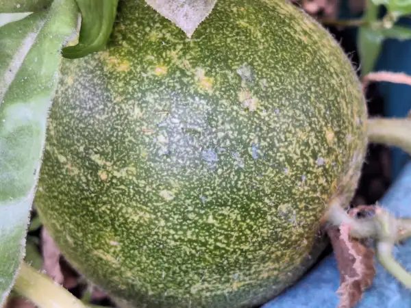 Melonen: Mothers Marys Pie