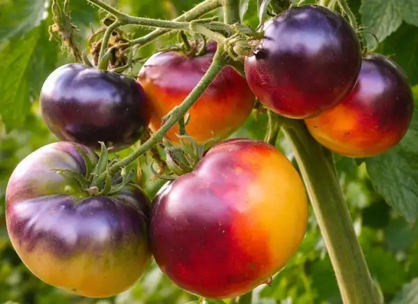 Tomaten: Motley Mouse - Bunte Maus