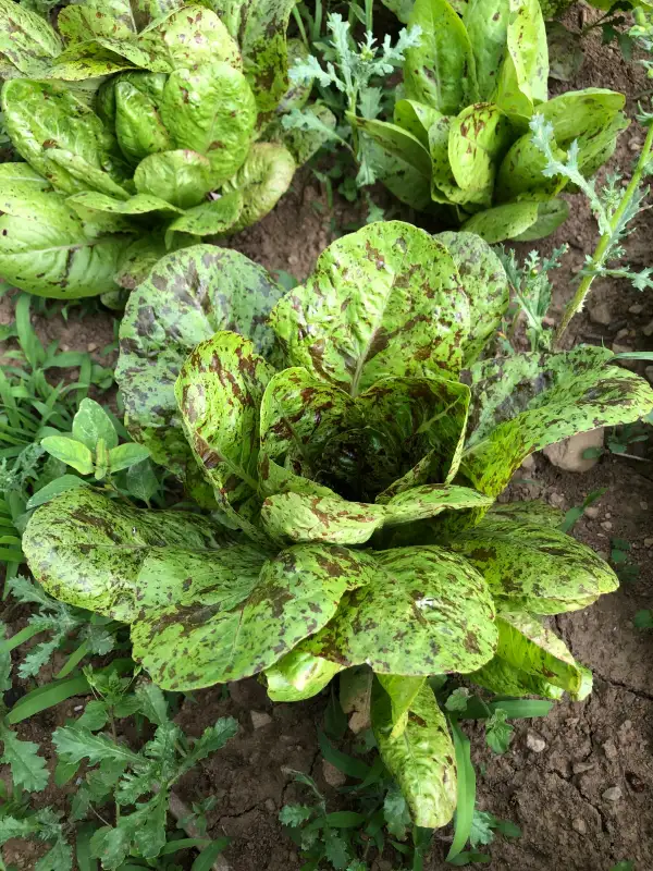 Salate: Mouchetée du Salasc