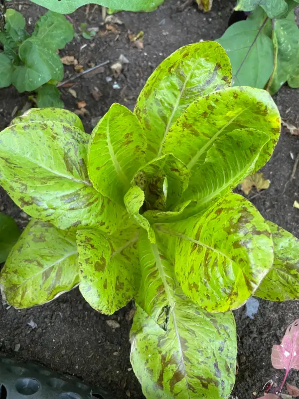 Salate: Mouchtée du Salasc