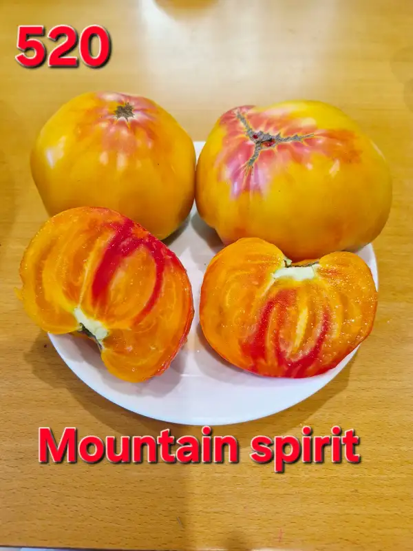 Tomaten: Mountain spirit