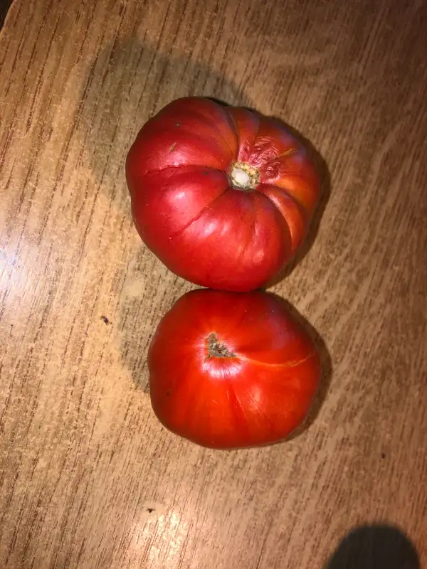 Tomaten: Mouries