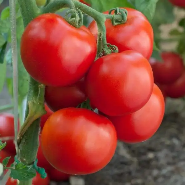 Tomaten: Moutain Princess