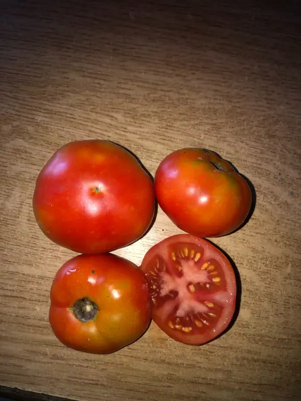 Tomaten: Moyamensing