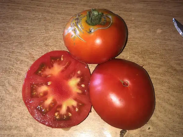 Tomaten: Mr. Bruno