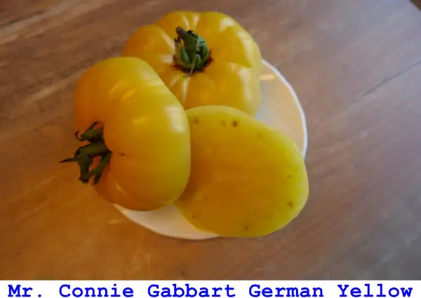 Tomaten: Mr. Connie Gabbart German Yellow