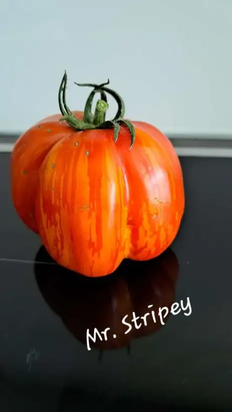 Tomaten: Mr. Stripey