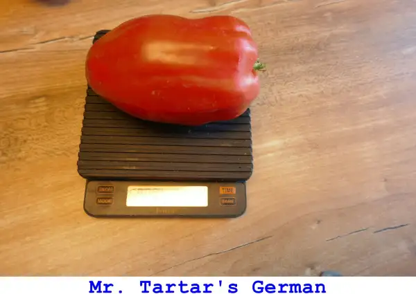 Tomaten: Mr. Tartar’s German