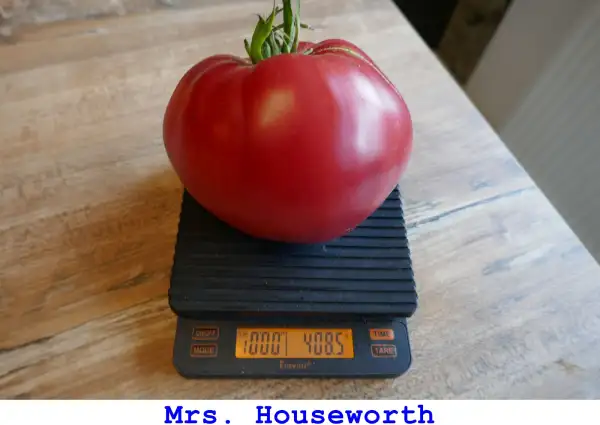 Tomaten: Mrs. Houseworth