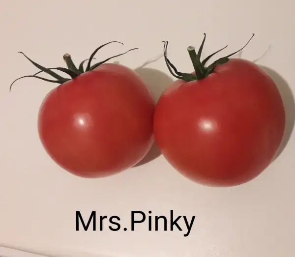 Tomaten: Mrs.Pinky