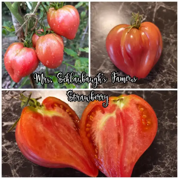 Tomaten: Mrs. Schlaubaugh´s Famous Strawberry
