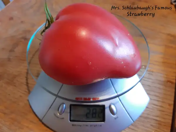 Tomaten: Mrs. Schlaubaugh´s Famous Strawberry