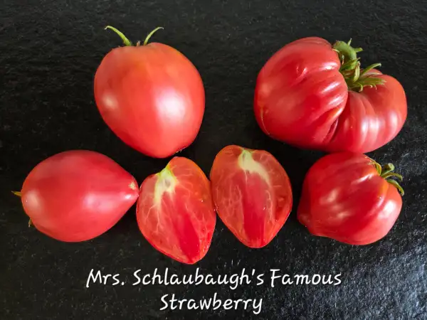 Tomaten: Mrs. Schlaubaught