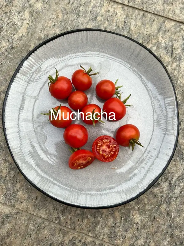 Tomaten: Muchacha