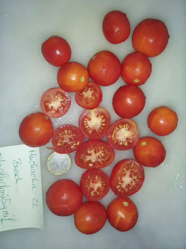 Tomaten: Muchacha