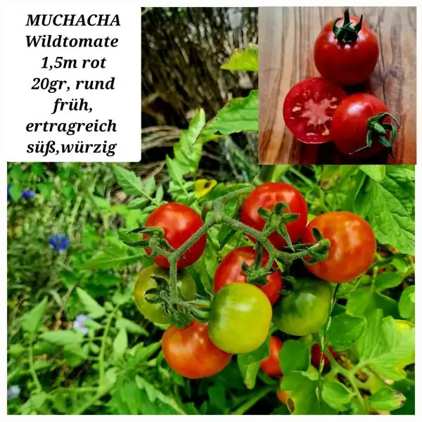 Tomaten: Muchacha