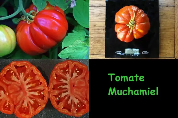 Tomaten: Muchamiel