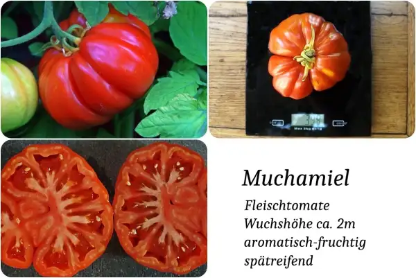 Tomaten: Muchamiel