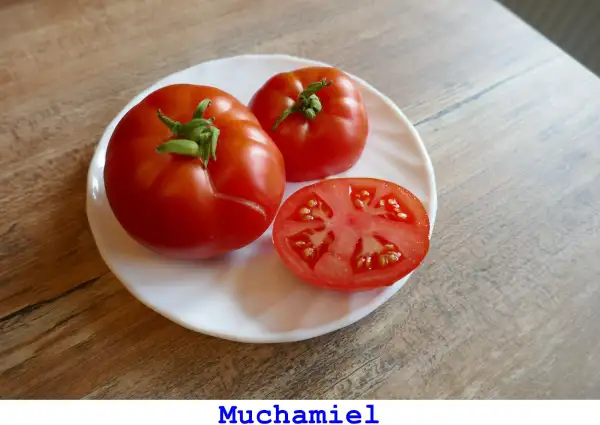 Tomaten: Muchamiel