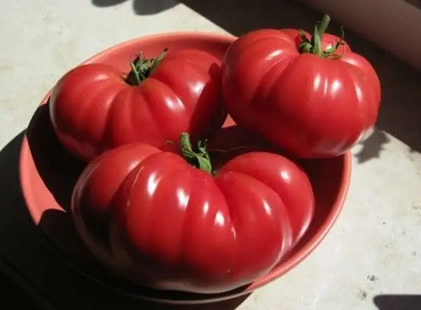 Tomaten: Muchamiel