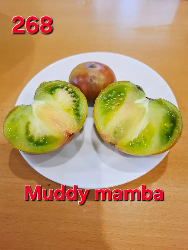 Tomaten: Muddy Mamba