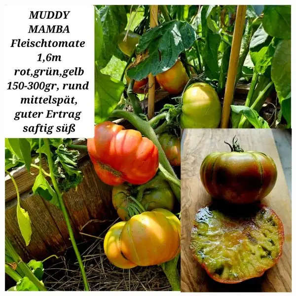 Tomaten: Muddy Mamba