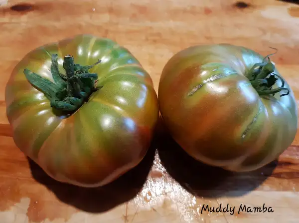 Tomaten: Muddy Mamba