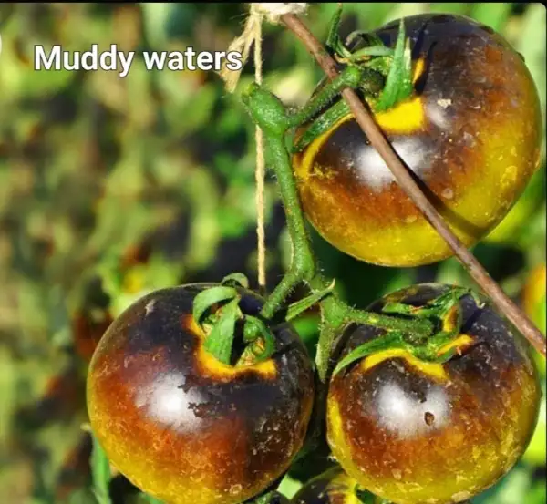 Tomaten: Muddy Water