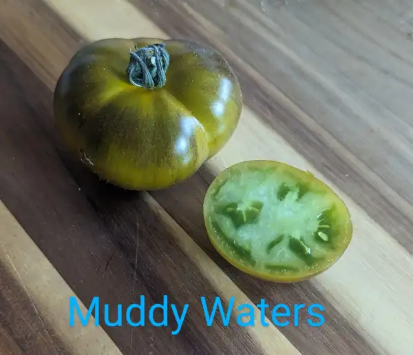 Tomaten: Muddy Waters